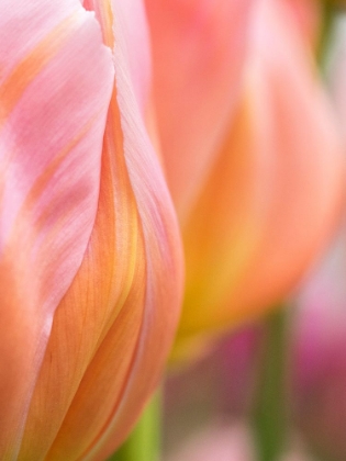 Picture of NETHERLANDS-LISSE. CLOSEUP OF ORANGE TULIPS.