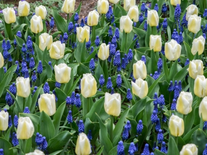 Picture of NETHERLANDS-LISSE. WHITE TULIPS AND GRAPE HYACINTHS IN A GARDEN.