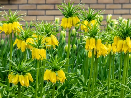 Picture of NETHERLANDS-LISSE. DISPLAY OF YELLOW FRITILLARIA LUTEA MAXIMA IN A GARDEN.