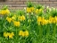 Picture of NETHERLANDS-LISSE. DISPLAY OF YELLOW FRITILLARIA LUTEA MAXIMA IN A GARDEN.