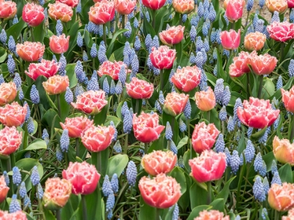 Picture of NETHERLANDS-LISSE. PINK PARROT TULIP AND GRAPE HYACINTHS DISPLAY IN A GARDEN.
