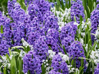 Picture of NETHERLANDS-LISSE. DISPLAY OF PURPLE HYACINTHS IN A GARDEN.