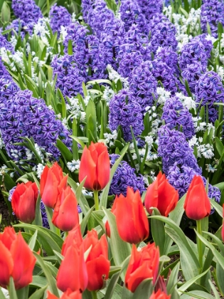 Picture of NETHERLANDS-LISSE. PURPLE HYACINTHS AND RED TULIPS IN A GARDEN.