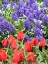 Picture of NETHERLANDS-LISSE. PURPLE HYACINTHS AND RED TULIPS IN A GARDEN.