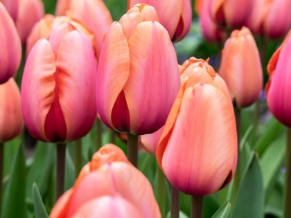 Picture of NETHERLANDS-LISSE. CLOSEUP OF SOFT PINK AND PEACH COLORED TULIPS IN A GARDEN.