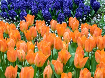 Picture of NETHERLANDS-LISSE. ORANGE TULIPS AND DARK BLUE HYACINTHS IN A GARDEN.