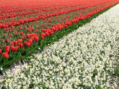 Picture of NETHERLANDS-LISSE. AGRICULTURAL FIELD OF TULIPS AND DAFFODILS.