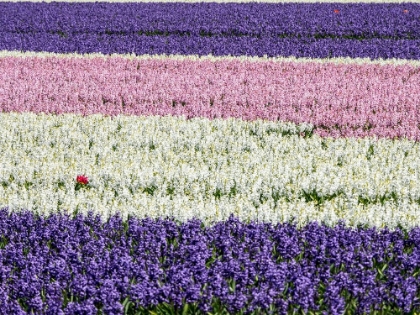 Picture of NETHERLANDS-LISSE. AGRICULTURAL FIELD OF HYACINTHS.