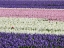 Picture of NETHERLANDS-LISSE. AGRICULTURAL FIELD OF HYACINTHS.