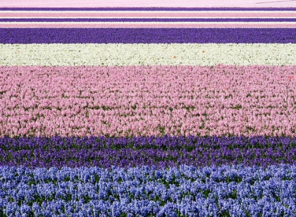 Picture of NETHERLANDS-LISSE. AGRICULTURAL FIELD OF HYACINTHS.