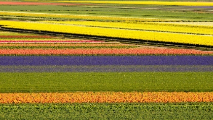 Picture of NETHERLANDS-NOORD HOLLAND. AGRICULTURAL FIELD OF TULIPS.