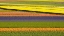 Picture of NETHERLANDS-NOORD HOLLAND. AGRICULTURAL FIELD OF TULIPS.