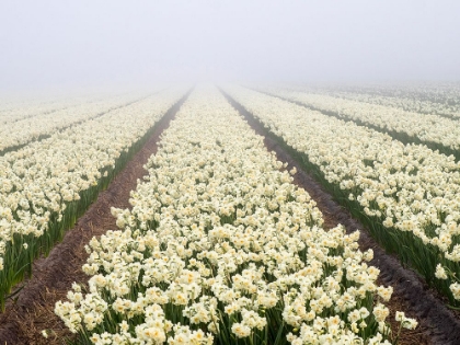 Picture of NETHERLANDS-LISSE. AGRICULTURAL FIELD OF DAFFODILS ON A FOGGY MORNING.