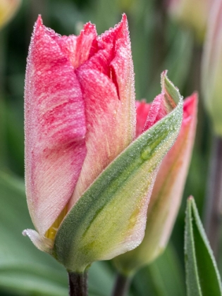 Picture of NETHERLANDS-NOORD HOLLAND. CLOSEUP OF A PINK VARIEGATED TULIP.