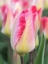 Picture of NETHERLANDS-NOORD HOLLAND. CLOSEUP OF A PINK VARIEGATED TULIP.