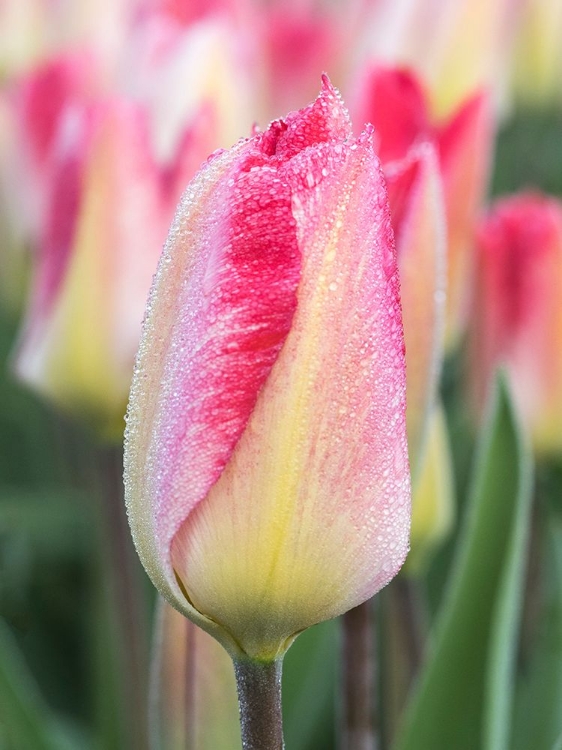 Picture of NETHERLANDS-NOORD HOLLAND. CLOSEUP OF A PINK VARIEGATED TULIP.