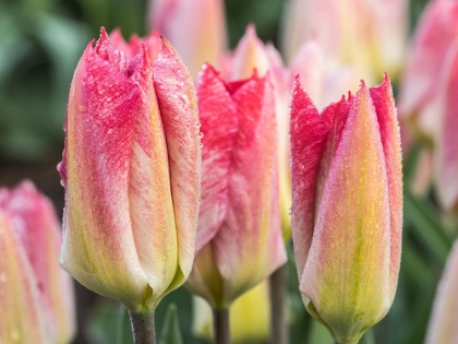 Picture of NETHERLANDS-NOORD HOLLAND. CLOSEUP OF A PINK VARIEGATED TULIP.