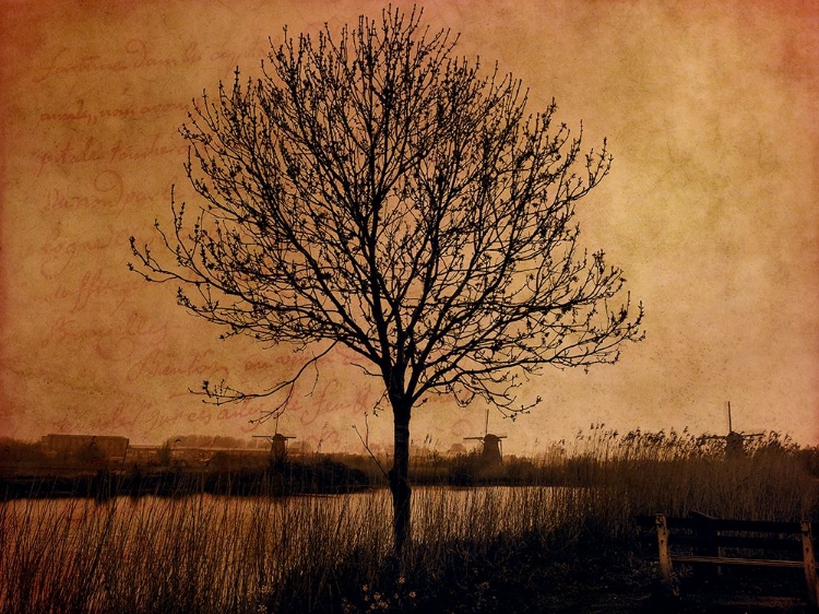 Picture of NETHERLANDS-KINDERDIJK. TREE ALONG CANAL AT KINDERDIJK.