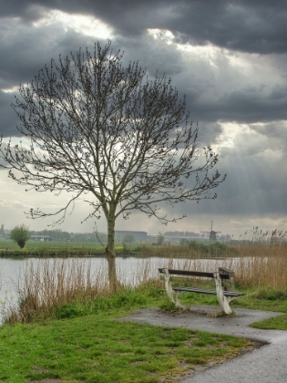 Picture of NETHERLANDS-KINDERDIJK. TREE ALONG CANAL AT KINDERDIJK.