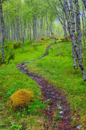 Picture of NORWAY-NORDLAND-TYSFJORD. TRAIL THROUGH BIRCH FOREST.