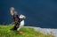 Picture of NORWAY-FINNMARK-LOPPA. ATLANTIC PUFFIN AT THEIR NESTING CLIFFS.