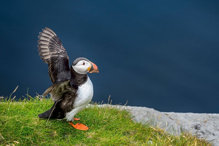 Picture of NORWAY-FINNMARK-LOPPA. ATLANTIC PUFFIN AT THEIR NESTING CLIFFS.