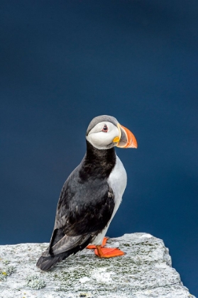 Picture of NORWAY-FINNMARK-LOPPA. ATLANTIC PUFFIN AT THEIR NESTING CLIFFS.