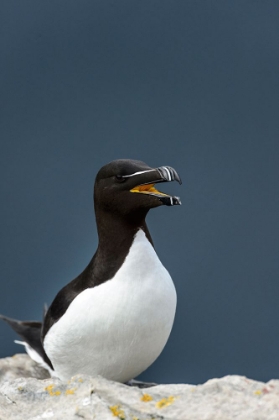 Picture of NORWAY-FINNMARK-LOPPA. RAZORBILL (ALCA TORDA) GATHERED ON A NESTING CLIFF.