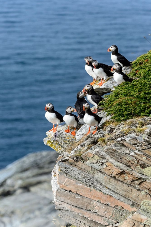 Picture of NORWAY-FINNMARK-LOPPA. ATLANTIC PUFFIN AT THEIR NESTING CLIFFS.