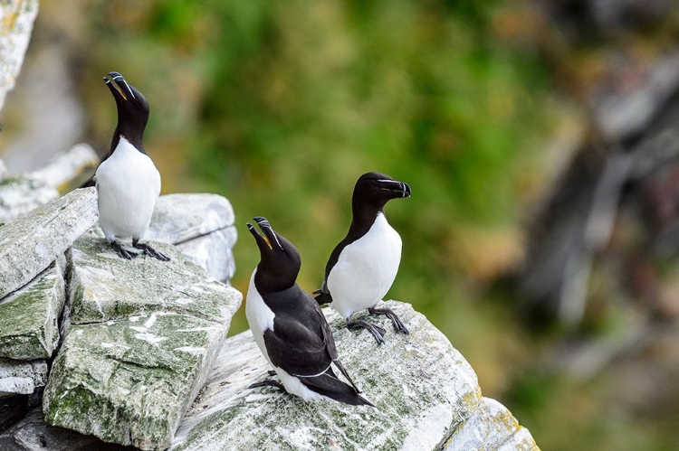 Picture of NORWAY-FINNMARK-LOPPA. RAZORBILL (ALCA TORDA) GATHERED ON A NESTING CLIFF.