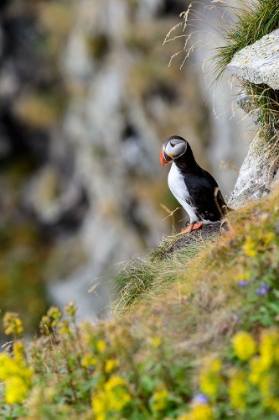 Picture of NORWAY-FINNMARK-LOPPA. ATLANTIC PUFFIN AT THEIR NESTING CLIFFS.
