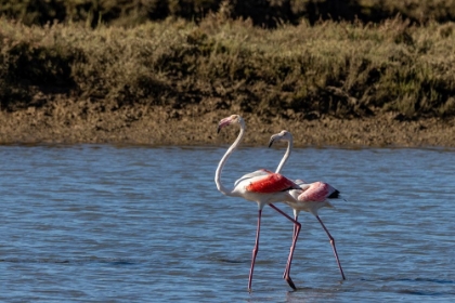 Picture of GREATER FLAMINGOS FEED IN SALT PANS IN TAVIRA-PORTUGAL