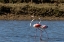 Picture of GREATER FLAMINGOS FEED IN SALT PANS IN TAVIRA-PORTUGAL