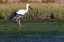 Picture of WHITE STORK IN FARO-PORTUGAL