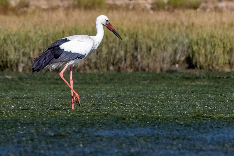 Picture of WHITE STORK IN FARO-PORTUGAL