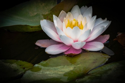 Picture of FLOWER-WATER LILY