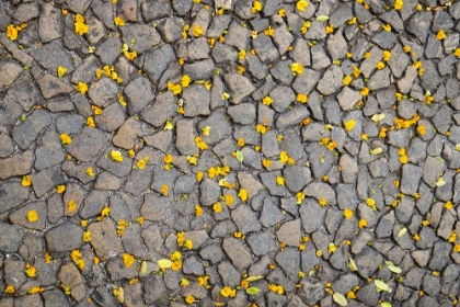 Picture of LISBON-PORTUGAL. YELLOW FLOWER PETALS ON THE GROUND.