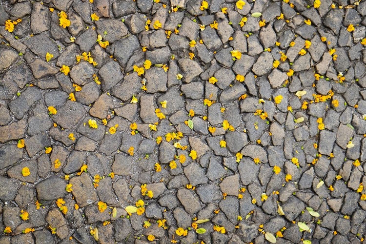 Picture of LISBON-PORTUGAL. YELLOW FLOWER PETALS ON THE GROUND.