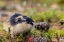 Picture of SWEDEN-JAMTLAND. NORWAY LEMMING (LEMMUS LEMMUS).