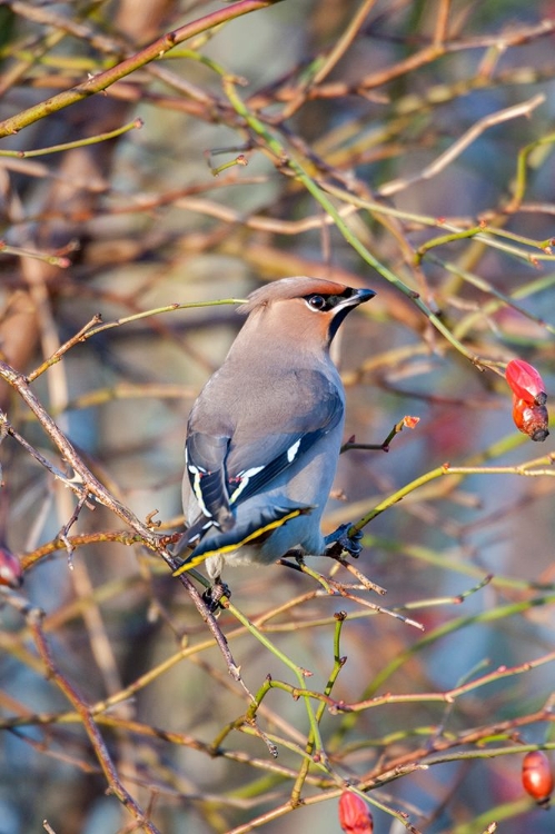 Picture of SWEDEN-HALLAND-ASA. BOHEMIAN WAXWING (BOMBYCILLA GARRULUS) FEEDING ON ROSE HIPS.