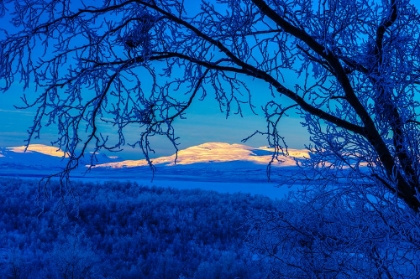 Picture of SWEDEN-NORRBOTTEN-ABISKO. WINTER LIGHT OVER FROSTED BIRCH FOREST AND TORNE LAKE.