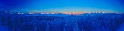 Picture of SWEDEN-NORRBOTTEN-ABISKO. WINTER LIGHT OVER FROSTED BIRCH FOREST AND TORNE LAKE.