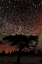 Picture of SWEDEN-NORRBOTTEN-ABISKO. WINTER NIGHT WITH STAR CIRCLES AND A HINT OF NORTHERN LIGHT.
