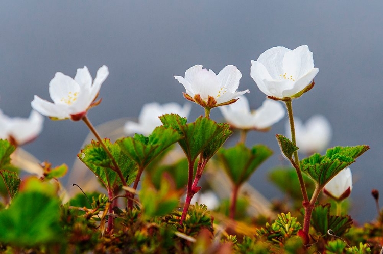 Picture of SWEDEN-NORRBOTTEN-ABISKO-STORDALEN NATURE PRESERVE. FLOWERING CLOUDBERRY PLANTS.