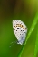 Picture of SWEDEN-NORRBOTTEN-ABISKO-TORNE LAKE. NORTHERN BLUE BUTTERFLY (PLEBEJUS IDA).
