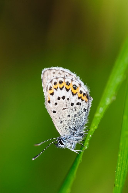 Picture of SWEDEN-NORRBOTTEN-ABISKO-TORNE LAKE. NORTHERN BLUE BUTTERFLY (PLEBEJUS IDA).