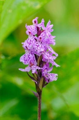 Picture of SWEDEN-NORRBOTTEN-ABISKO-TORNE LAKE. HEATH SPOTTED ORCHID.
