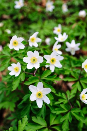 Picture of SWEDEN-SKANE. WOOD ANEMONE (ANEMONE NEMOROSA)-FLOWERING IN EARLY SPRING.