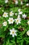 Picture of SWEDEN-SKANE. WOOD ANEMONE (ANEMONE NEMOROSA)-FLOWERING IN EARLY SPRING.