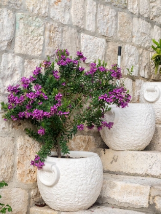 Picture of CROATIA-HVAR. POTTED PURPLE PLANTS IN POTS ON STEPS.